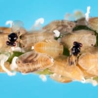 Two female T. radiata parasitizing ACP nymphs